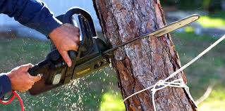 Best Tree Removal  in El Portal, FL