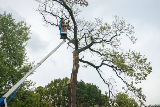 Best Leaf Removal  in El Portal, FL