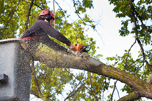 Best Palm Tree Trimming  in El Portal, FL